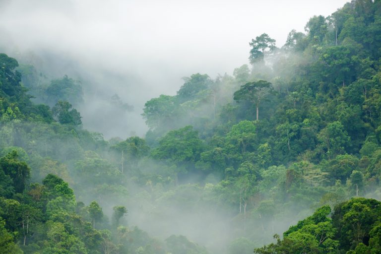 Tropical rainforest in Kaen Krachan, Thailand, shrouded in cloud - any nation adopting our policy would protect standing rainforest, funded by the carbon allowance system. Image from Shutterstock.