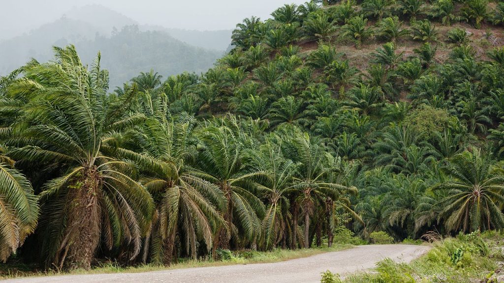 Biofuels from palm oil
