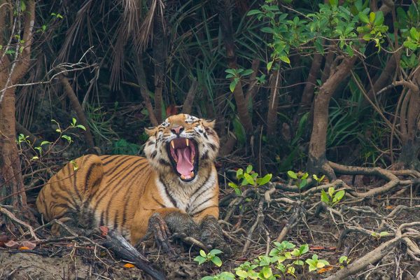 Bengal tiger in Sundarbans mangroves