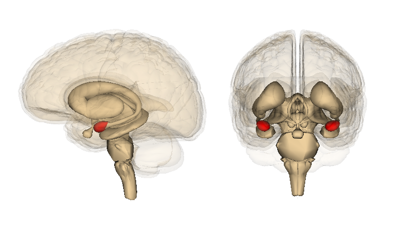 The human brain, amygdala highlighted in red. Image from Wikimedia Commons.