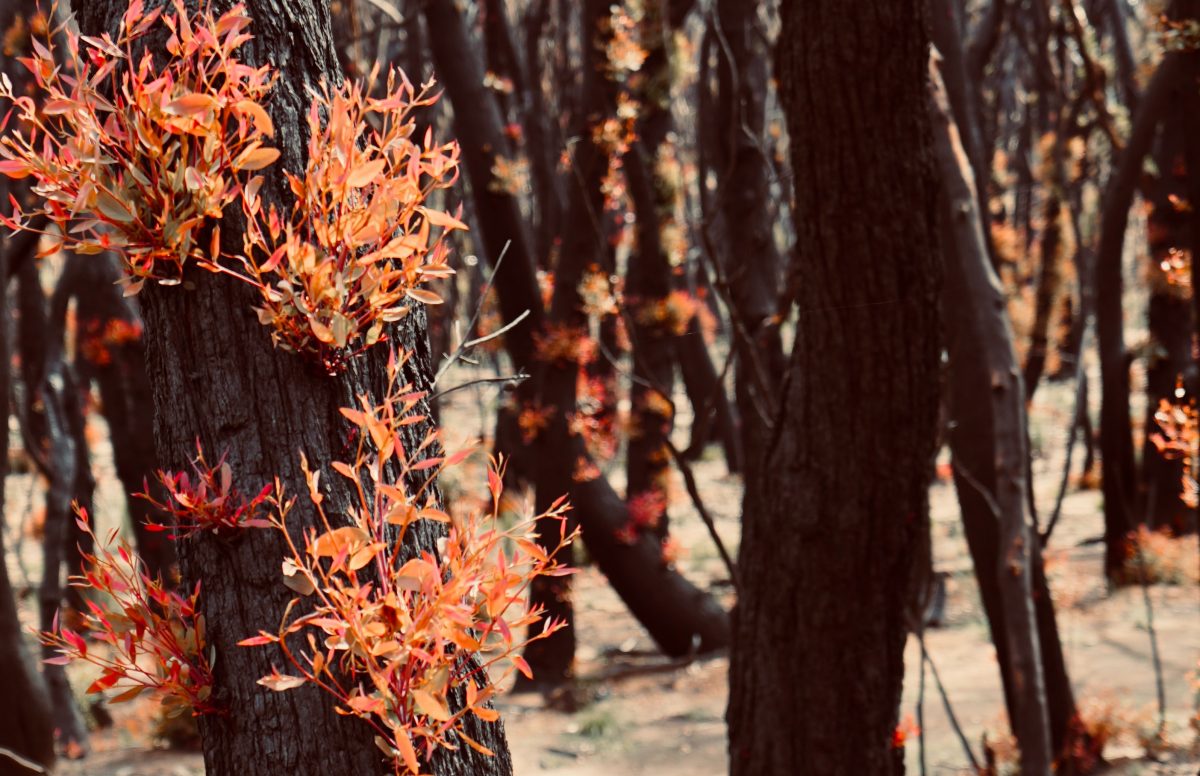 Regeneration of trees after Australia bushfires